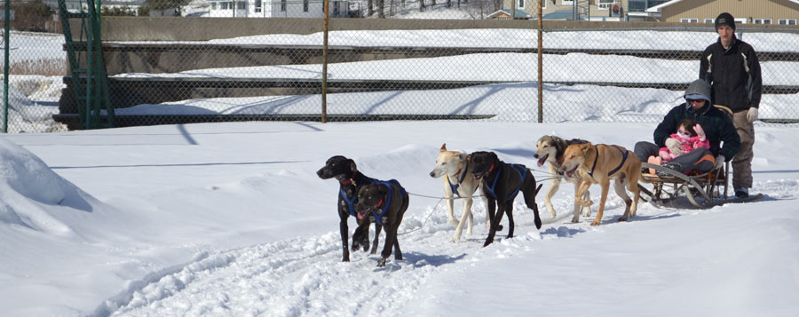 chien traineau 2014 580