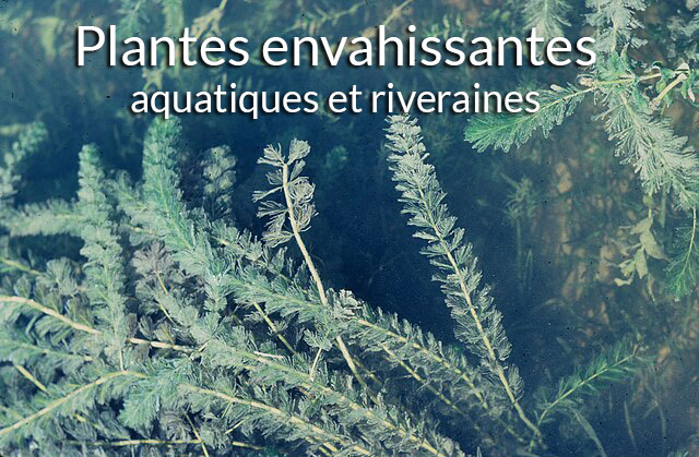 plantes envahissantes