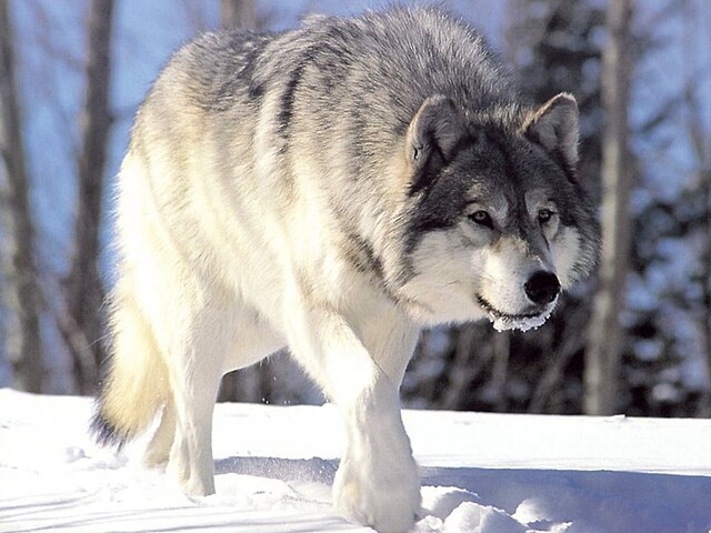 loup en hiver